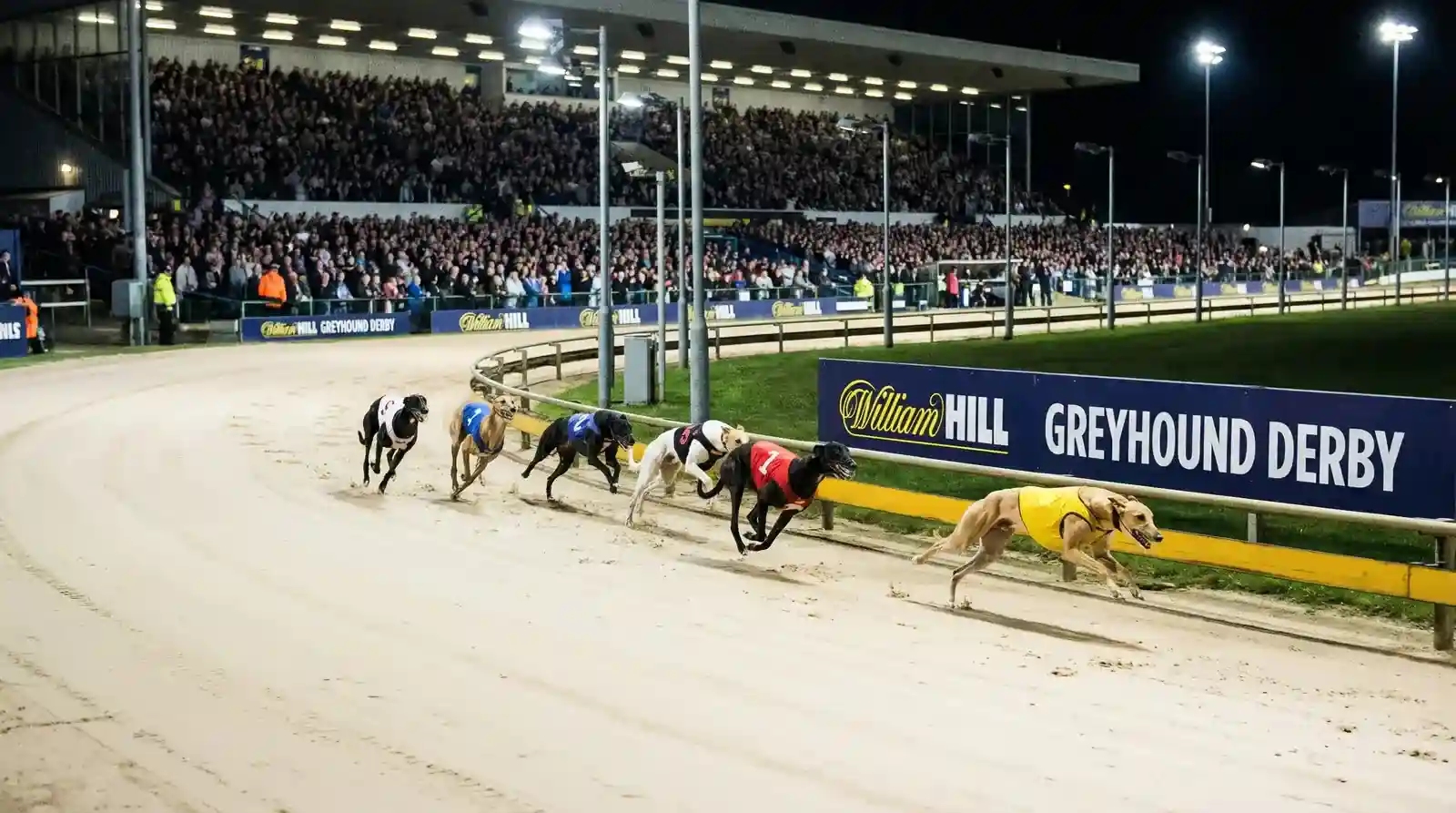 Greyhound St Leger race event at a UK stadium
