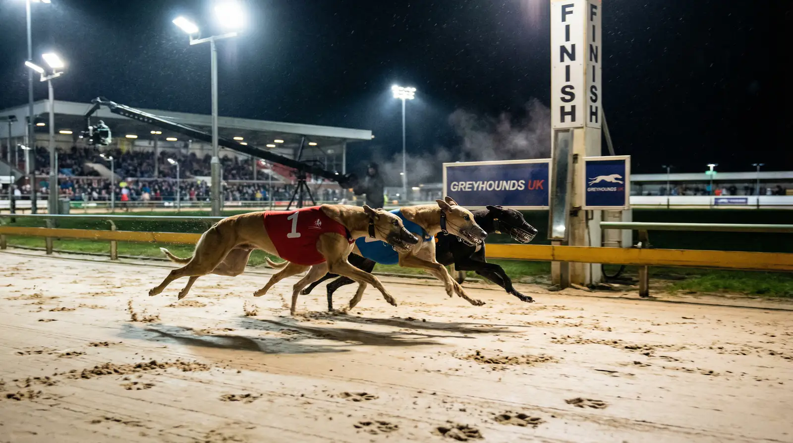 Greyhound tricast betting — predicting the first three finishers in a dog race